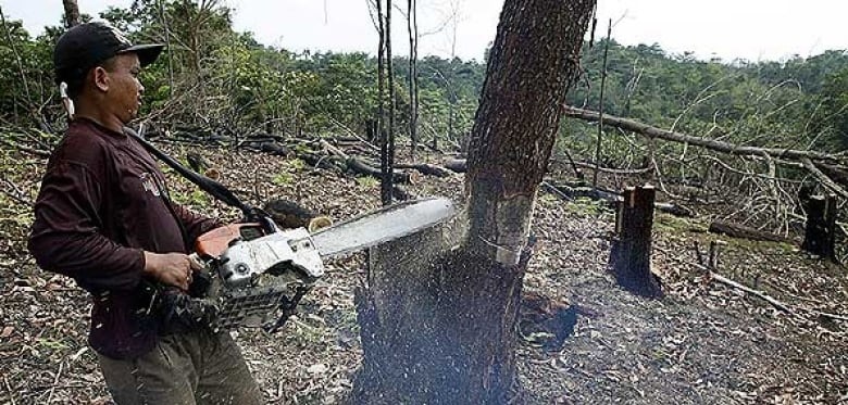 A man chopping down tree with a mechanical saw in a forest full of chopped down tree