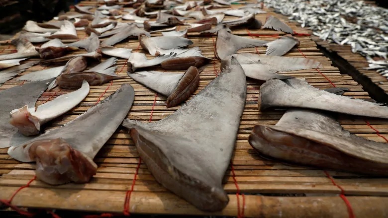 Conservation groups welcome Canada s ban on shark fin 
