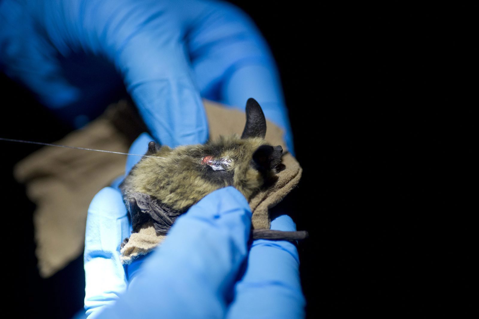 B.C. man dies of rabies after coming into contact with bat RCI English