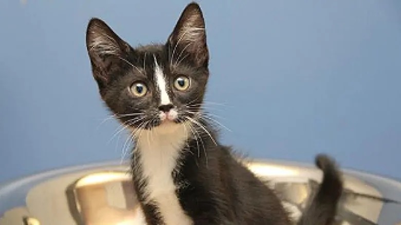 All things cat: Meowfest in Toronto - RCI | English