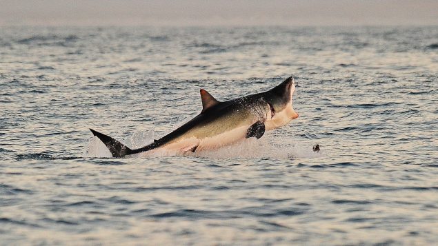 Great white sharks could be back in Atlantic Canadian waters – RCI