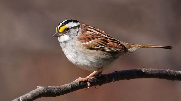 White throated sparrows like this were studied for the effects of a common neonicotinoid insecticide which could end up in their diet of seeds (Wiki commons- Cephas)