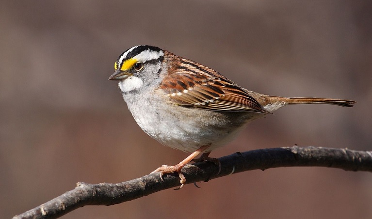 White throated sparrows like this were studied for the effects of a common neonicotinoid insecticide which could end up in their diet of seeds (Wiki commons- Cephas)