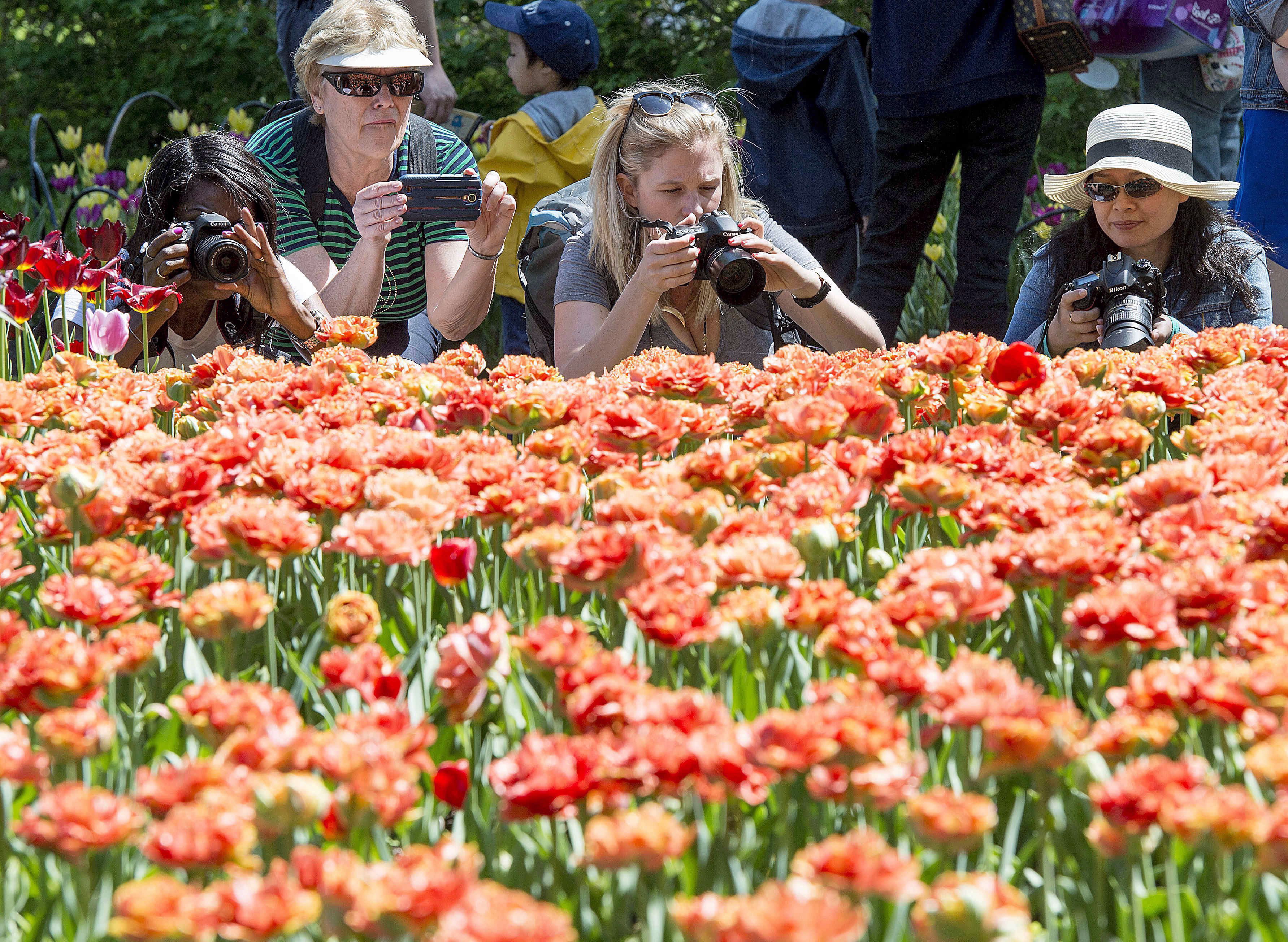 Bright orange tulips to mark 75th anniversary of Canada’s liberation of Holland RCI English