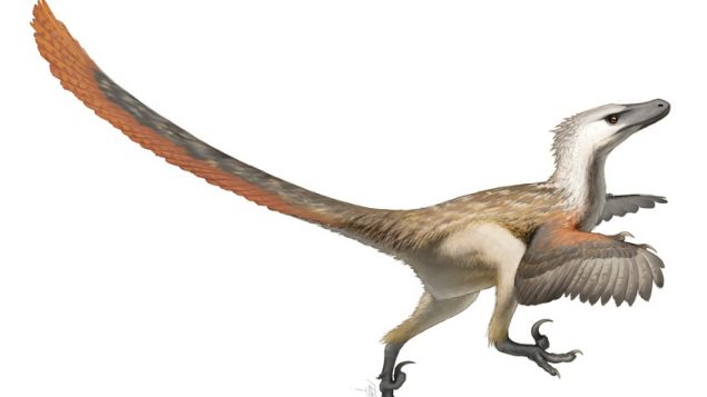 New dinosaur discovery, ‘a goldmine’ – RCI | English