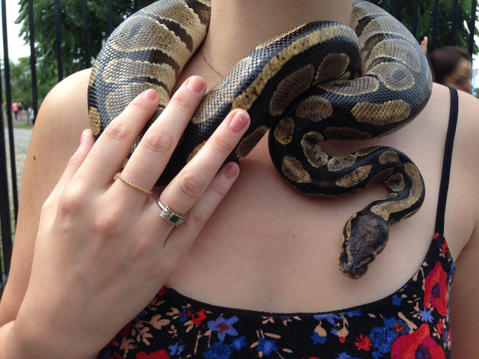 Laws needed to protect against exotic pets, says non-profit – RCI | English