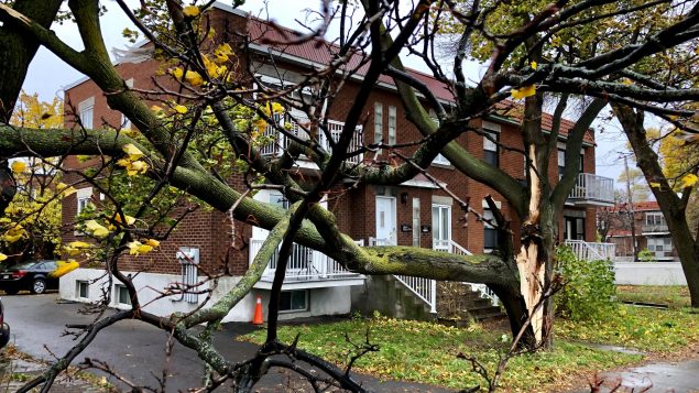 Strong wind gusts snapped tree branches and downed power lines in Montreal