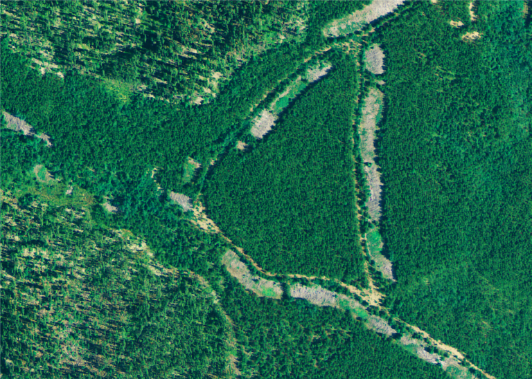 ‘Logging scars’ point to Canada’s deforestation problem: report – RCI ...