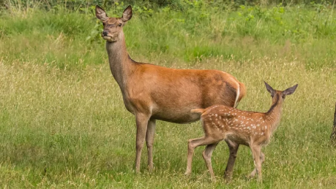 Who Benefits From Covid 19 Nature And Wildlife Rci English