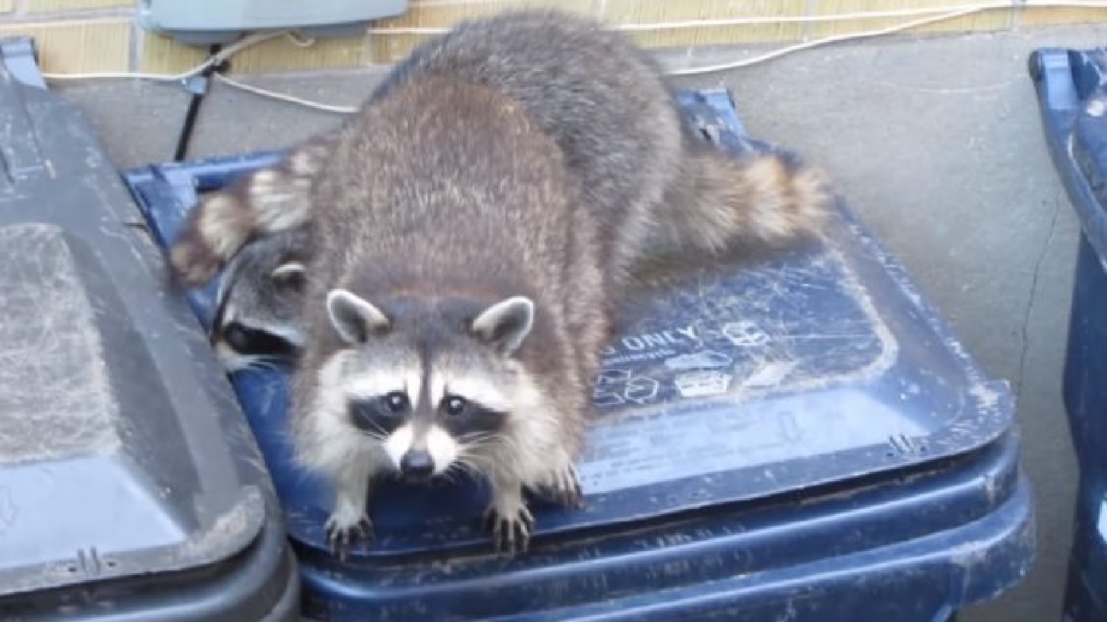 [Image: raccoon-trash-panda-to-danielscissorhands-youtube.jpg]