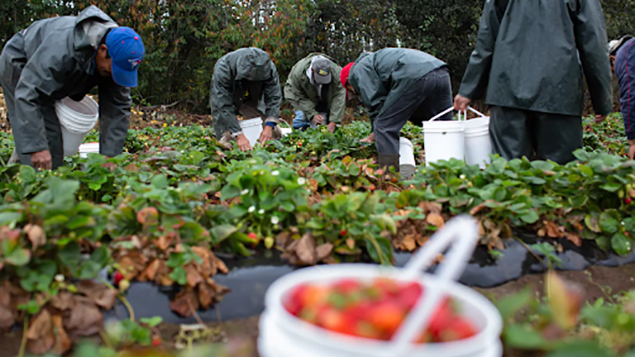 Canada and Mexico have reached an agreement that will allow temporary agricultural workers to resume coming to Canada. (Maggie MacPherson/CBC)