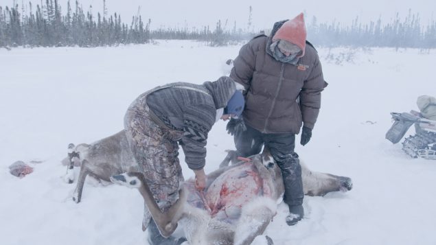 Two men gutting a caribou.