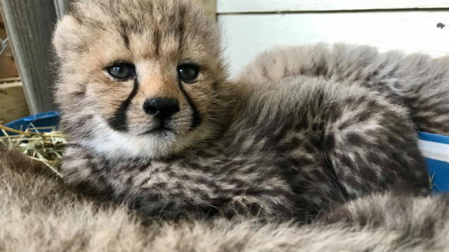 Cheetahs born in Canada return to Africa – RCI | English Cheetahs born in Canada return to Africa – RCI | English