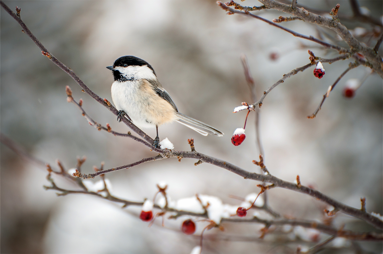 Backyard bird count starts in Canada and world – RCI | English
