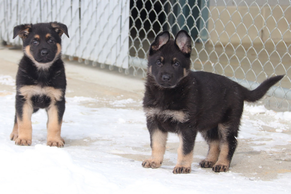 Rcmp Puppy Naming Contest Begins Rci English