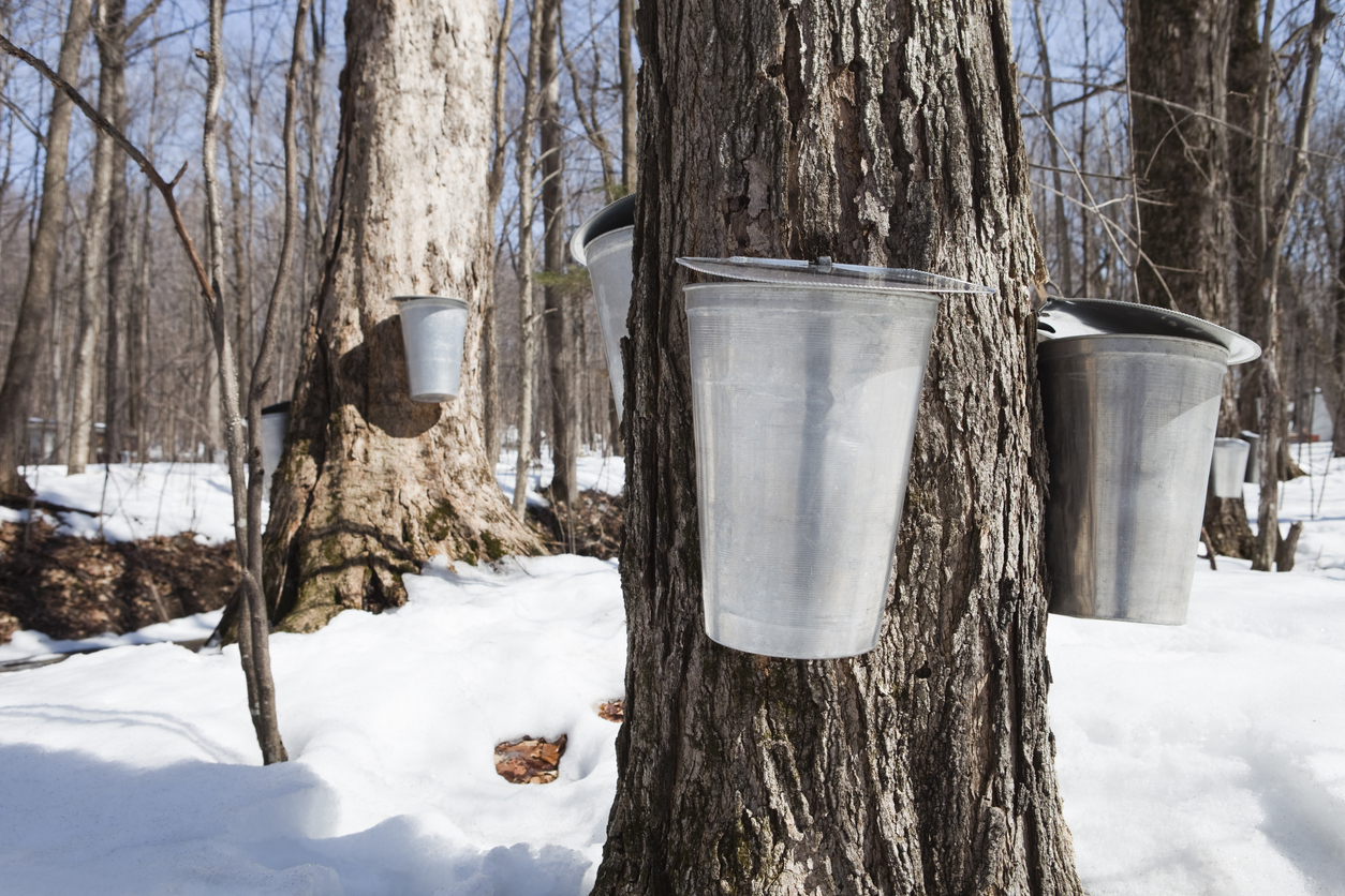 Sap for maple syrup is running! RCI English