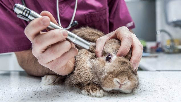 Activists applaud government promise to shift away from animal toxicity  testing – RCI | English