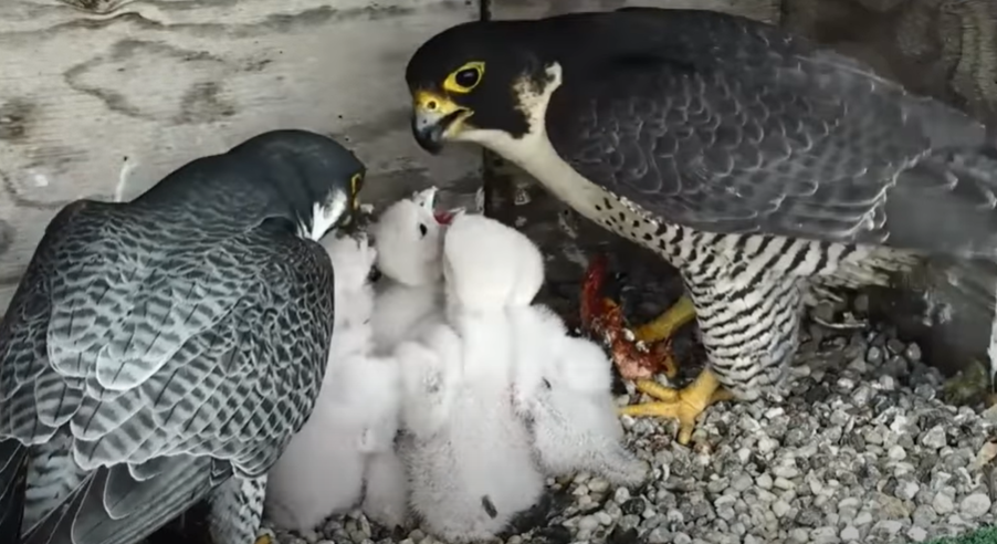 Peregrine falcon fans worldwide face disappointment – RCI | English