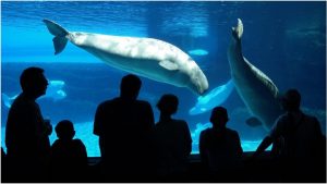 Canadian whales to be sent to U.S aquarium