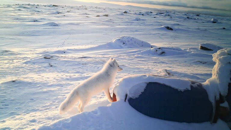 Researchers observe first Arctic fox den in Finland for over 25 years
