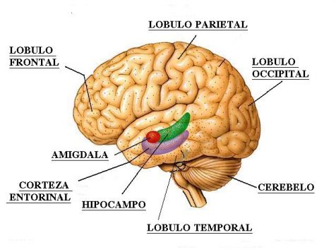 Cerebro 1