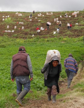 El peso de la cosecha