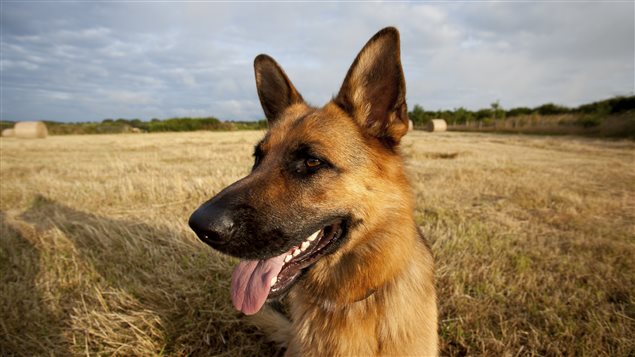 ¿En qué piensan los perros?