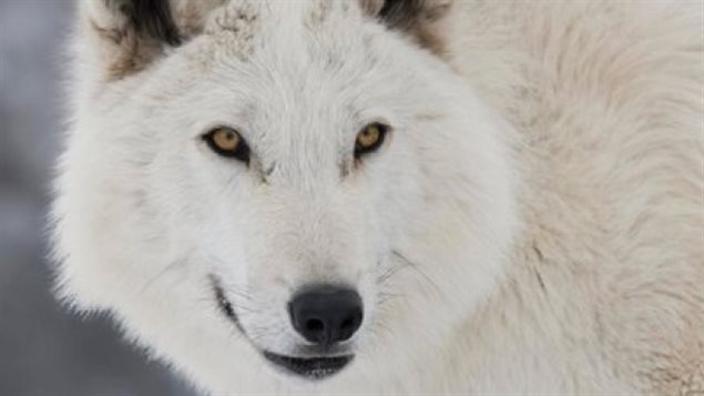 Lobo canadiense, estrella en la serie Juego de Tronos