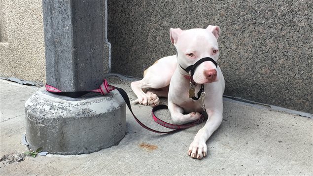 Prohibir o no a los perros pitbull en Montreal