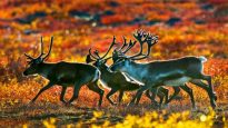 barren-ground-caribou-635×357