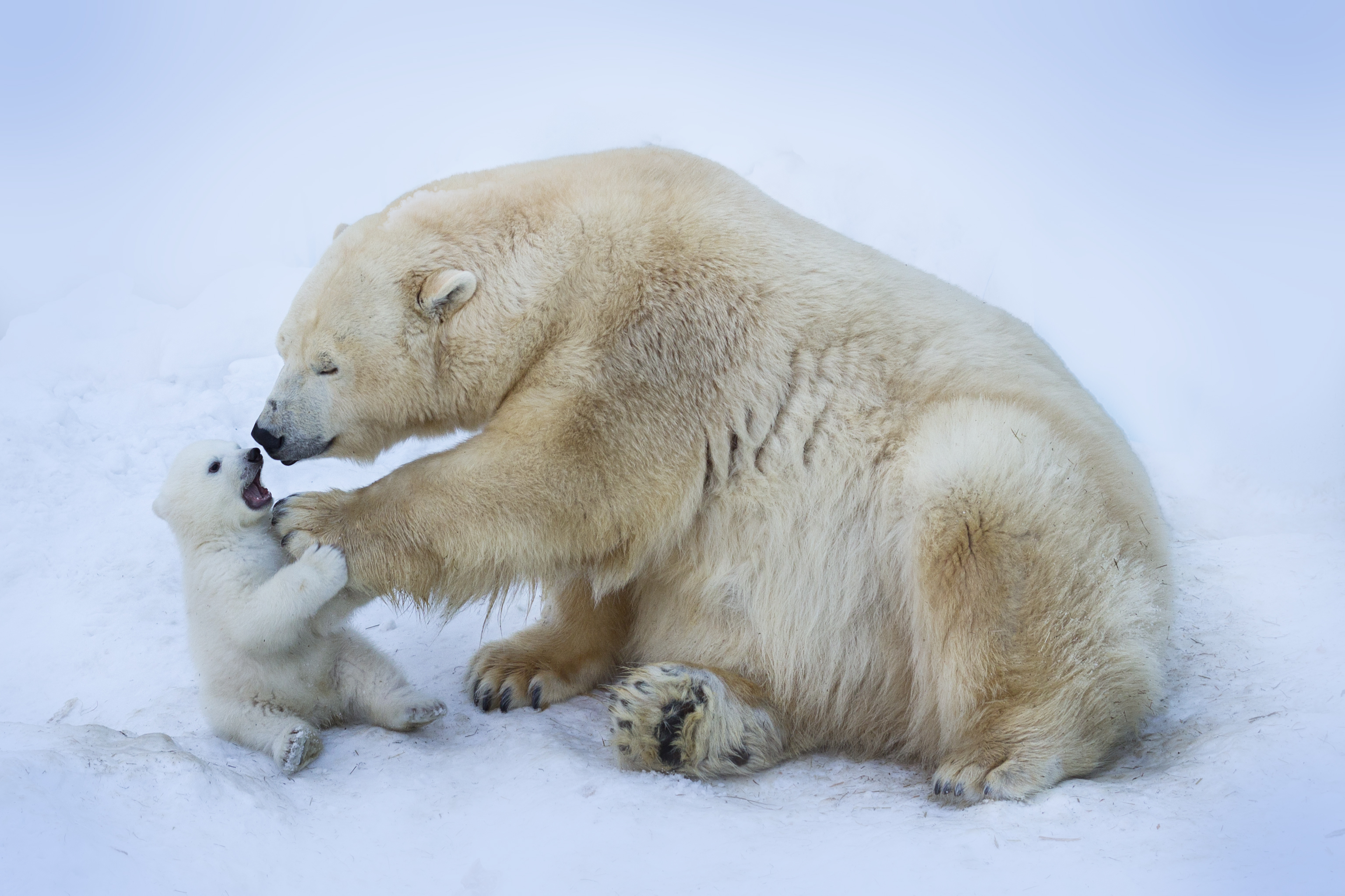 Polar bear with mom