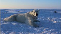 oso blanco polar
