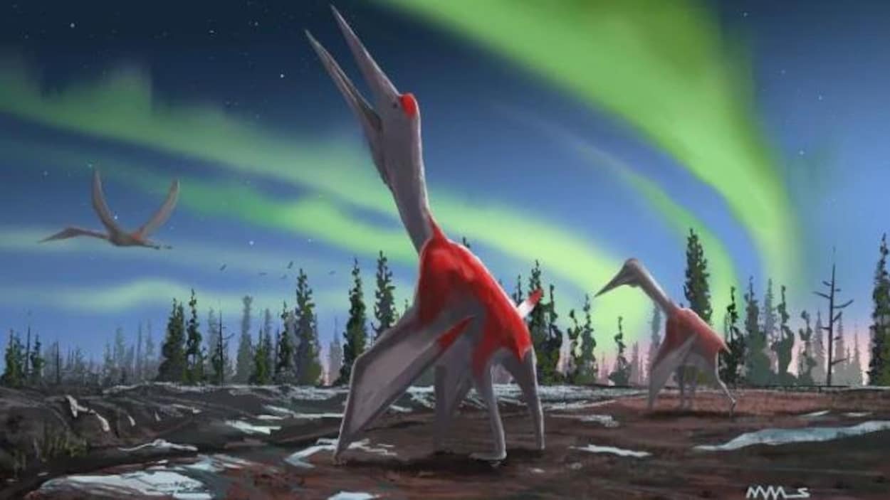 El animal volador más grande de la historia del mundo identificado en Canadá RCI Español