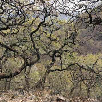 Episodio #4: ¿Ha escuchado hablar de los bosques tropicales 𝐬𝐞𝐜𝐨𝐬?
