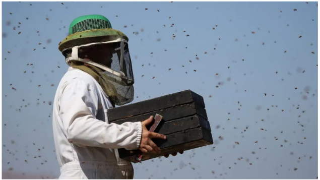 Corona Apicultores: LAS ALAS