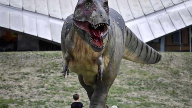 El Tiranosaurio Rex nunca habría podido perseguir autos – RCI | Español