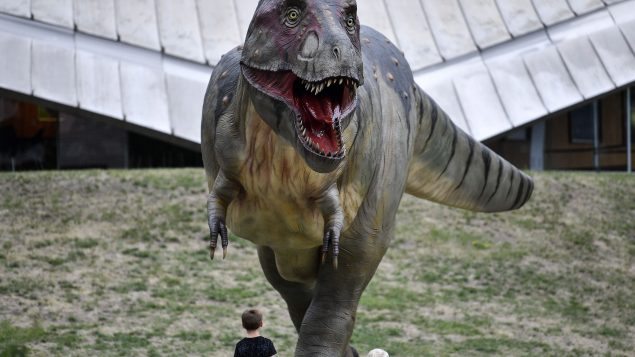 El Tiranosaurio Rex nunca habría podido perseguir autos – RCI | Español El Tiranosaurio Rex nunca habría podido perseguir autos – RCI | Español