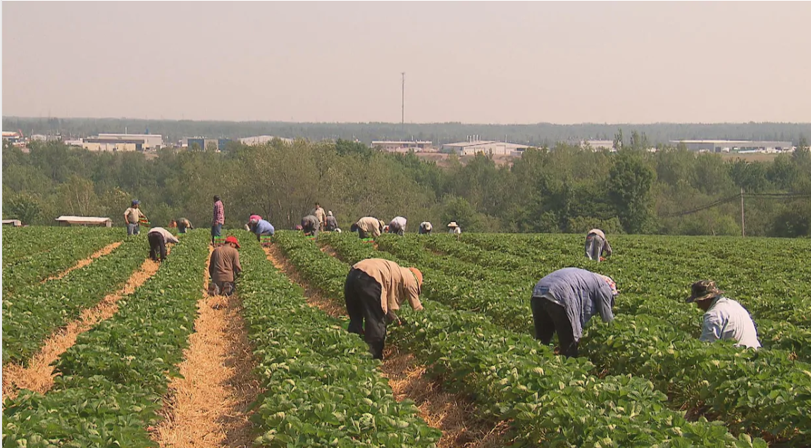 Trabajadores temporales quebec 2020