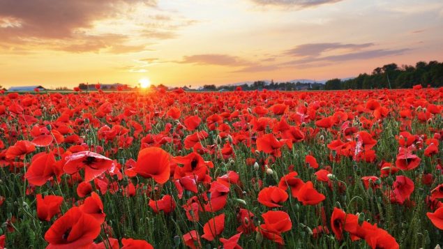 Día del recuerdo de la Guerra Mundial. La amapola roja es un símbolo de  recuerdo para los caídos en la guerra. Amapolas rojas sobre fondo de piedra  oscura Fotografía de stock 