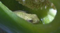 grenouille-poivron