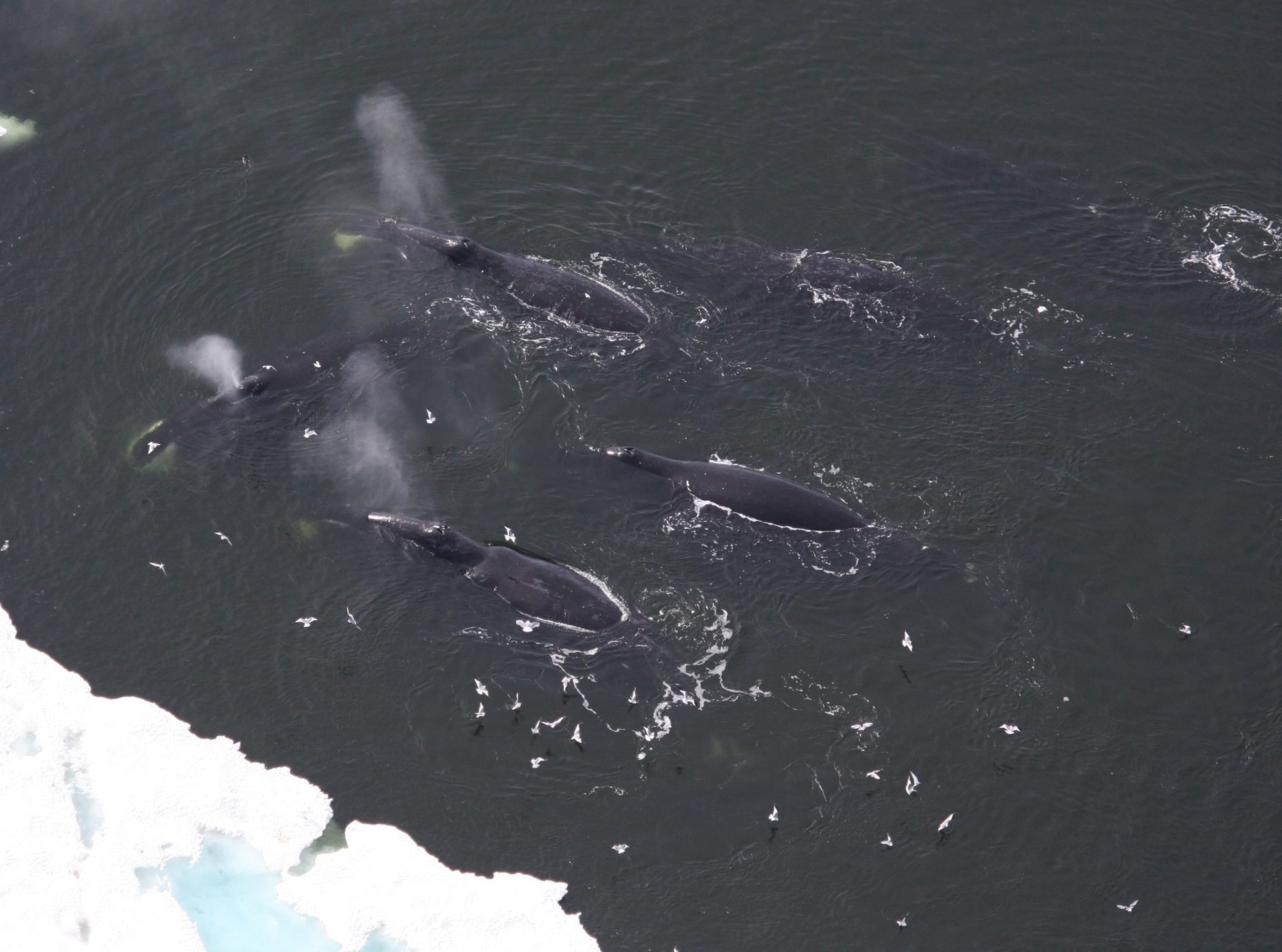Bowhead whales seen in the Beaufort Sea. AP Photo/National Oceanic and Atmospheric Administration, Laura Morse.