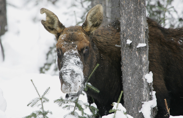 Photo: National Park Service. Alaska Dispatch.