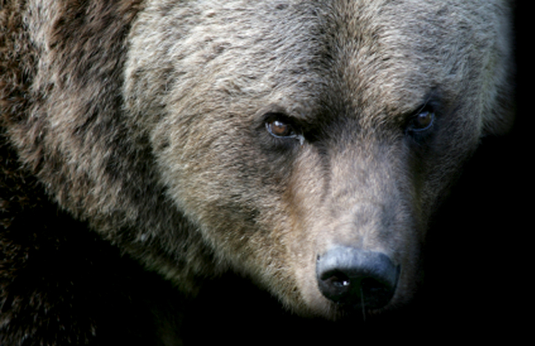 Grizzly bear. istockphoto. Alaska Dispatch.