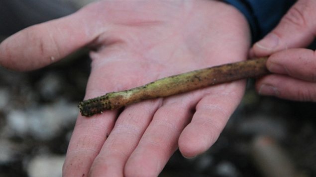 This tooth brush is one of a dozen artifacts found by Parks Canada. Photo :  Michael Gruzuk/CBC 