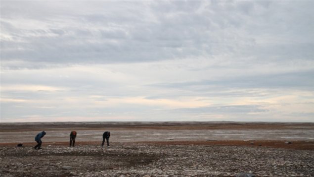 New artifacts were found on King William Island. Photo : Michael Gruzuk/CBC New artifacts were found on King William Island. Photo : Michael Gruzuk/CBC