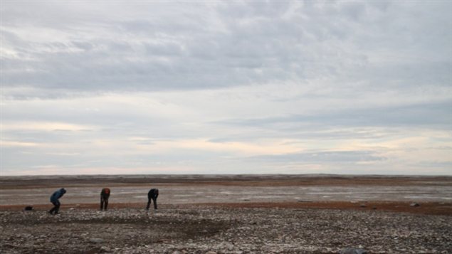 New artifacts were found on King William Island. Photo :  Michael Gruzuk/CBC 