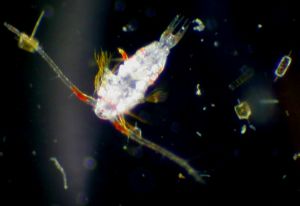 	Insect of the Sea A copepod, one of the most abundent zooplankton. The small square objects are diatoms (photosynthetic plankton). Taken through a microscope. 