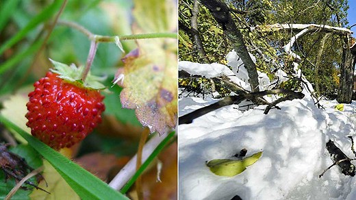 The Swedish wild strawberries (smultron) are a rare sight this late in the year. Photo: Scanpix. Radio Sweden.