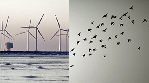 Montage of wind turbines and birds. If Sweden expands its wind farms, 10 times as many bats and birds could die each year. Photo: Scanpix. Radio Sweden.
