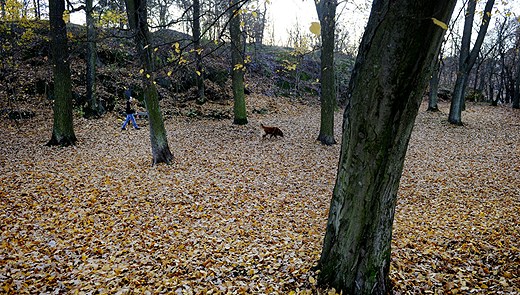 The fall has been unusally mild. Photo: Jessica Gow/Scanpix. Radio Sweden.